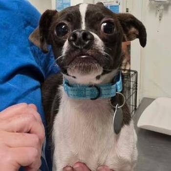 Beevy -  Chihuahua and Mixed Breed Dog for Adoption in Fredericksburg, Virginia - Beevy | PetCurious