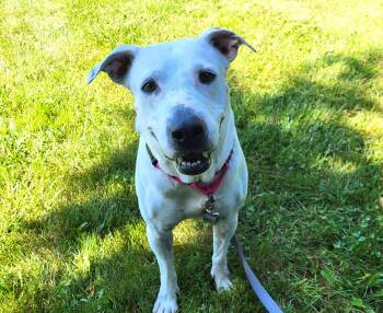 Chantal Dubois -  Labrador Retriever and Terrier Dog for Adoption in Grayslake, Illinois - Chantal Dubois | PetCurious