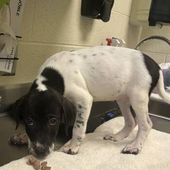 Flip -  Mixed Breed Dog for Adoption in Asheville, North Carolina - Flip | PetCurious