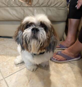 Gizmo -  Shih Tzu Dog for Adoption in Briny Breezes, Florida - Gizmo | PetCurious