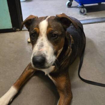 Catahoula Leopard Dog and Mixed Breed Dogs Available for Adoption - Tallulah | PetCurious