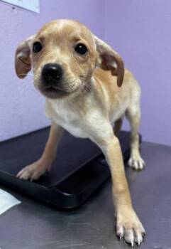 Mixed Breed Dogs Available for Adoption in El Paso, Texas - 60791670 | PetCurious