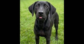 Bentley -  Labrador Retriever and Mixed Breed Dog for Adoption in Crown Point, Indiana - Bentley | PetCurious