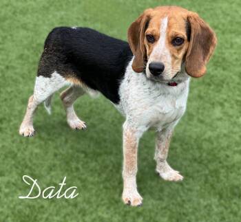 Data -  Basset Hound and Beagle Dog for Adoption in Dalton, Georgia - Data | PetCurious