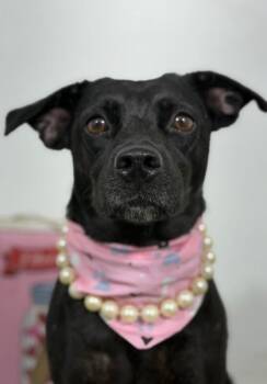 Kat-One of our Amazing Rescue Dogs -  Black Labrador Retriever and Corgi Dog for Adoption in Carlsbad, California - Kat-One Of Our Amazing Rescue Dogs | PetCurious