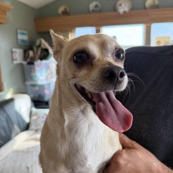 George -  Chihuahua Dog for Adoption in Deming, New Mexico - George | PetCurious