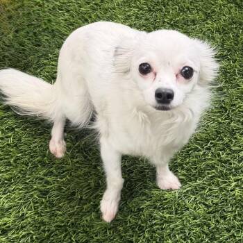 Gemma -  Chihuahua and Mixed Breed Dog for Adoption in Las Vegas, Nevada - Gemma | PetCurious