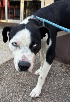 Bayside Breeze -  Mixed Breed Dog for Adoption in Cincinnati, Ohio - Bayside Breeze | PetCurious