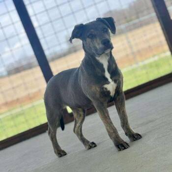 Mixed Breed Dogs Available for Adoption - Piper | PetCurious