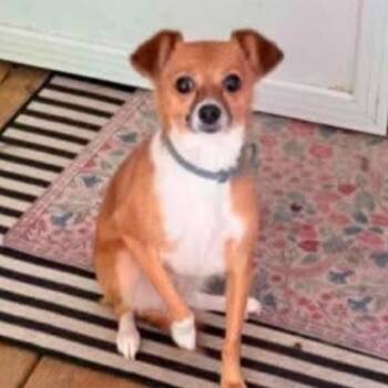 Fifi -  Chihuahua and Mixed Breed Dog for Adoption - Fifi | PetCurious