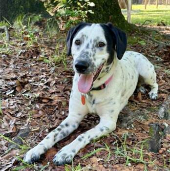 Mixed Breed Dogs Available for Adoption in Eutawville, South Carolina - Dottie | PetCurious