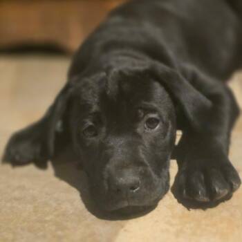 Black Labrador Retriever and Mixed Breed Dogs Available for Adoption in Union City, Pennsylvania - Aspen | PetCurious
