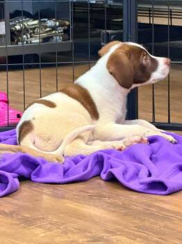 Mac -  Staffordshire Bull Terrier Dog for Adoption in Troy, Alabama - Mac | PetCurious