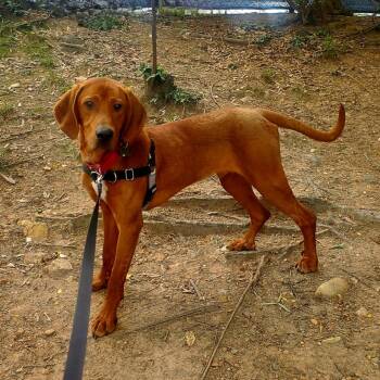 Red -  Hound and Mixed Breed Dog for Adoption in Falls Church, Virginia - Red | PetCurious