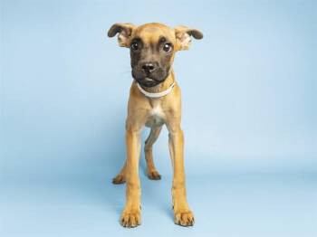 LUIGI -  Boxer and Mixed Breed Dog for Adoption in Phoenix, Arizona - LUIGI | PetCurious