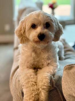 Maltipoo Dogs Available for Adoption in Blanch, North Carolina - Piper | PetCurious