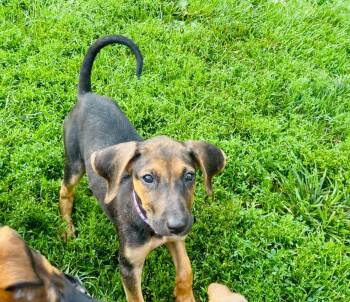 Sandy -  Treeing Walker Coonhound and Mixed Breed Dog for Adoption in Clinton, Wisconsin - Sandy | PetCurious