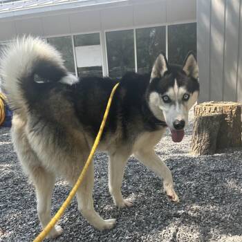 Mixed Breed Dogs Available for Adoption in Asheville, North Carolina - Ozzie | PetCurious