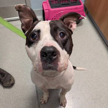 Pepe -  Mixed Breed Dog for Adoption in New Castle, Delaware - Pepe | PetCurious