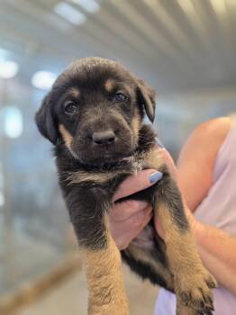 Tortellini -  German Shepherd Dog Dog for Adoption in Monte Vista, Colorado - Tortellini | PetCurious