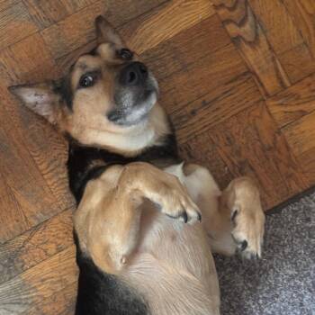 Maximus -  Cardigan Welsh Corgi and German Shepherd Dog Dog for Adoption in New York, New York - Maximus | PetCurious