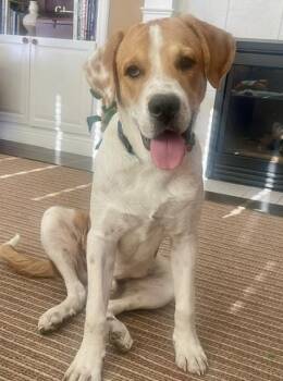 Saint Bernard and Hound Dogs Available for Adoption in Aspen, Colorado - Hector | PetCurious