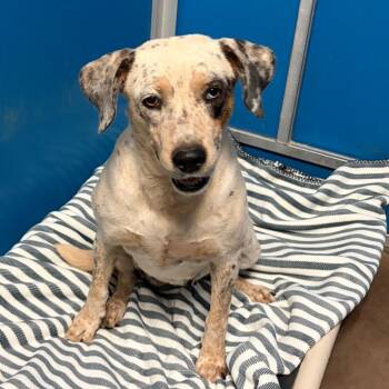 Hollyhock -  Cattle Dog and Mixed Breed Dog for Adoption in Flagstaff, Arizona - Hollyhock | PetCurious