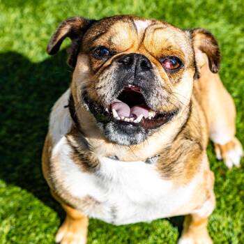 Rescue Pug Dogs for Adoption in Naperville, Illinois - Pugsworth | PetCurious