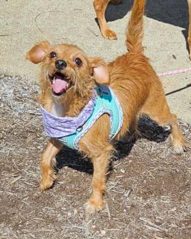 Yorkshire Terrier and Chihuahua Dogs Available for Adoption in Richmond, Kentucky - Muffin | PetCurious