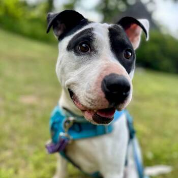 Maizie -  Mixed Breed Dog for Adoption in Northwood, New Hampshire - Maizie | PetCurious