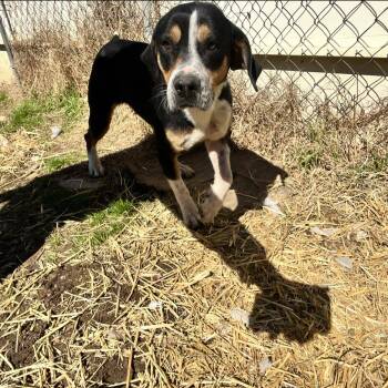 Rescue Hound and Beagle Dogs for Adoption in Shreveport, Louisiana - Jenna | PetCurious