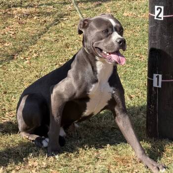 Rescue Pit Bull Terrier Dogs for Adoption in Denison, Texas - Tristan | PetCurious