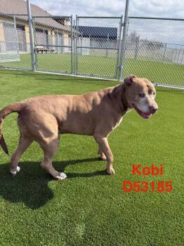 Pit Bull Terrier and Labrador Retriever Dogs Available for Adoption - Kobi | PetCurious