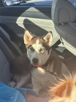 Rescue Mixed Breed Dogs for Adoption in Chamblee, Georgia - Ayngel | PetCurious