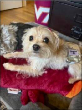 Maltese Dogs Available for Adoption in Norfolk, Virginia - Teddy Graham | PetCurious