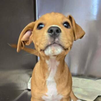 Terrier and Pit Bull Terrier Dogs Available for Adoption in Las Vegas, Nevada - Kipper RR AZ | PetCurious