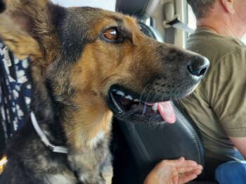 Rescue German Shepherd Dog Dogs for Adoption in Magnolia, Texas - Dutchess | PetCurious