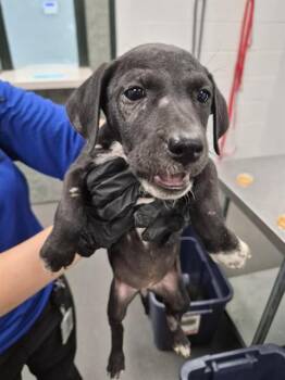 PINKIE PIE -  Labrador Retriever and Mixed Breed Dog for Adoption in Corpus Christi, Texas - PINKIE PIE | PetCurious