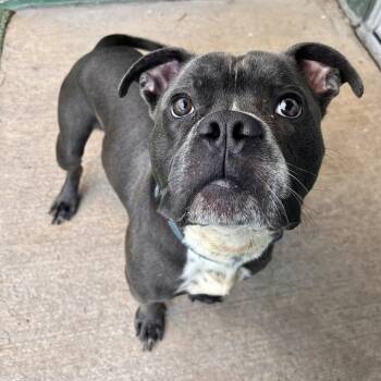 Zinc -  Mixed Breed Dog for Adoption in Fairport, New York - Zinc | PetCurious