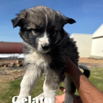 Great Pyrenees and Shepherd Dogs Available for Adoption in Tacoma, Washington - Gelato | PetCurious