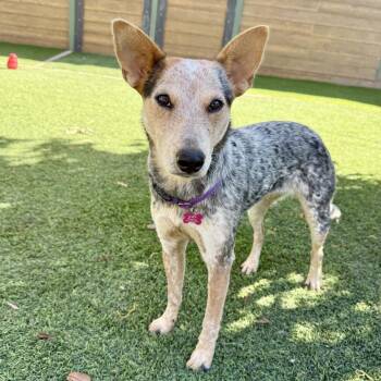 Robin -  Cattle Dog Dog for Adoption in Agoura Hills, California - Robin | PetCurious
