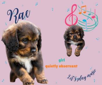 Cocker Spaniel Dogs Available for Adoption in Austin, Texas - Rae | PetCurious