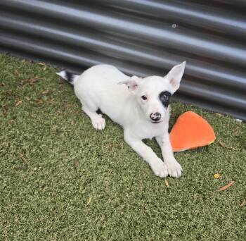 Squirt -  Jack Russell Terrier and Australian Cattle Dog Blue Heeler Dog for Adoption in Apache Junction, Arizona - Squirt | PetCurious