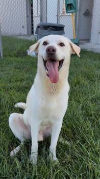 CHURRO -  Labrador Retriever and Mixed Breed Dog for Adoption in Rosenberg, Texas - CHURRO | PetCurious