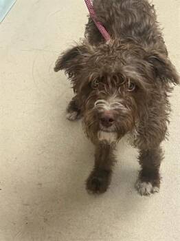 MR. SNUFFLEUPAGUS -  Labrador Retriever and Poodle Dog for Adoption in Dayton, Ohio - MR. SNUFFLEUPAGUS | PetCurious