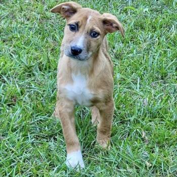 Pigott -  Mixed Breed Dog for Adoption in Groveland, Massachusetts - Pigott | PetCurious