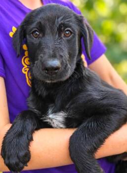 Hattie Blackwell -  Labrador Retriever Dog for Adoption in El Dorado, Arkansas - Hattie Blackwell | PetCurious