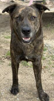 Dutch Shepherd Dogs Available for Adoption in Ocean Springs, Mississippi - Sparky | PetCurious