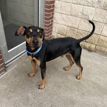 Reed -  Hound and Mixed Breed Dog for Adoption in Farmers Branch, Texas - Reed | PetCurious