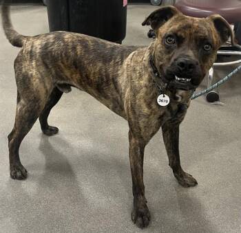 SENOR -  Pit Bull Terrier Dog for Adoption - SENOR | PetCurious